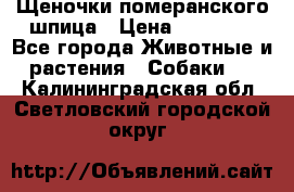 Щеночки померанского шпица › Цена ­ 25 000 - Все города Животные и растения » Собаки   . Калининградская обл.,Светловский городской округ 